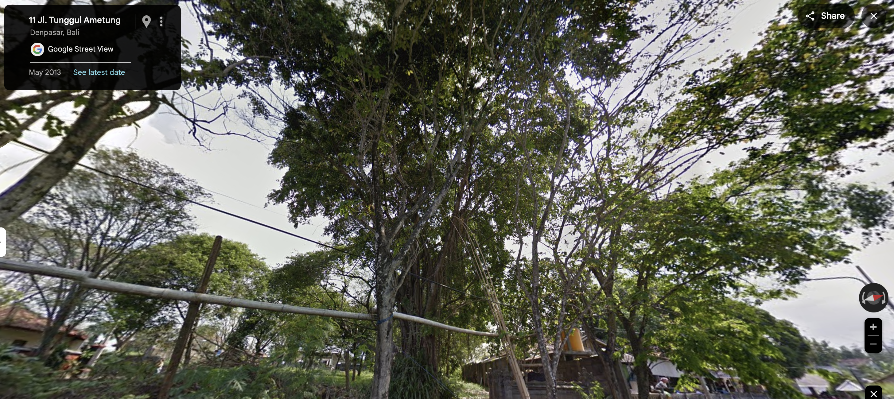 Alstonia scholaris, known as Pulai or Pule, is a tall, evergreen tree native to Southeast Asia. It features glossy, dark green leaves and clusters of fragrant white flowers. Often used in traditional medicine, it also provides valuable timber. The tree is respected for its medicinal properties and its role in local ecosystems.