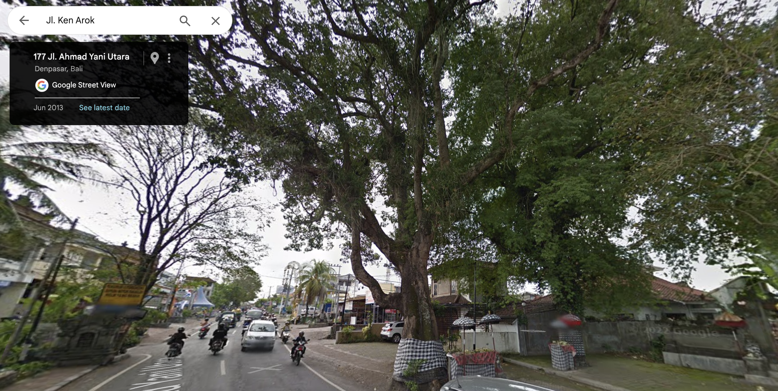 Ficus benjamina, commonly known as the Beringin or Banyan, is a popular indoor and outdoor ornamental tree. Renowned for its graceful, drooping branches and lush, glossy leaves, it thrives in warm climates. It’s often used in landscaping and interior design, symbolizing prosperity and providing excellent air purification.